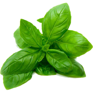 Spinach PNG-79137